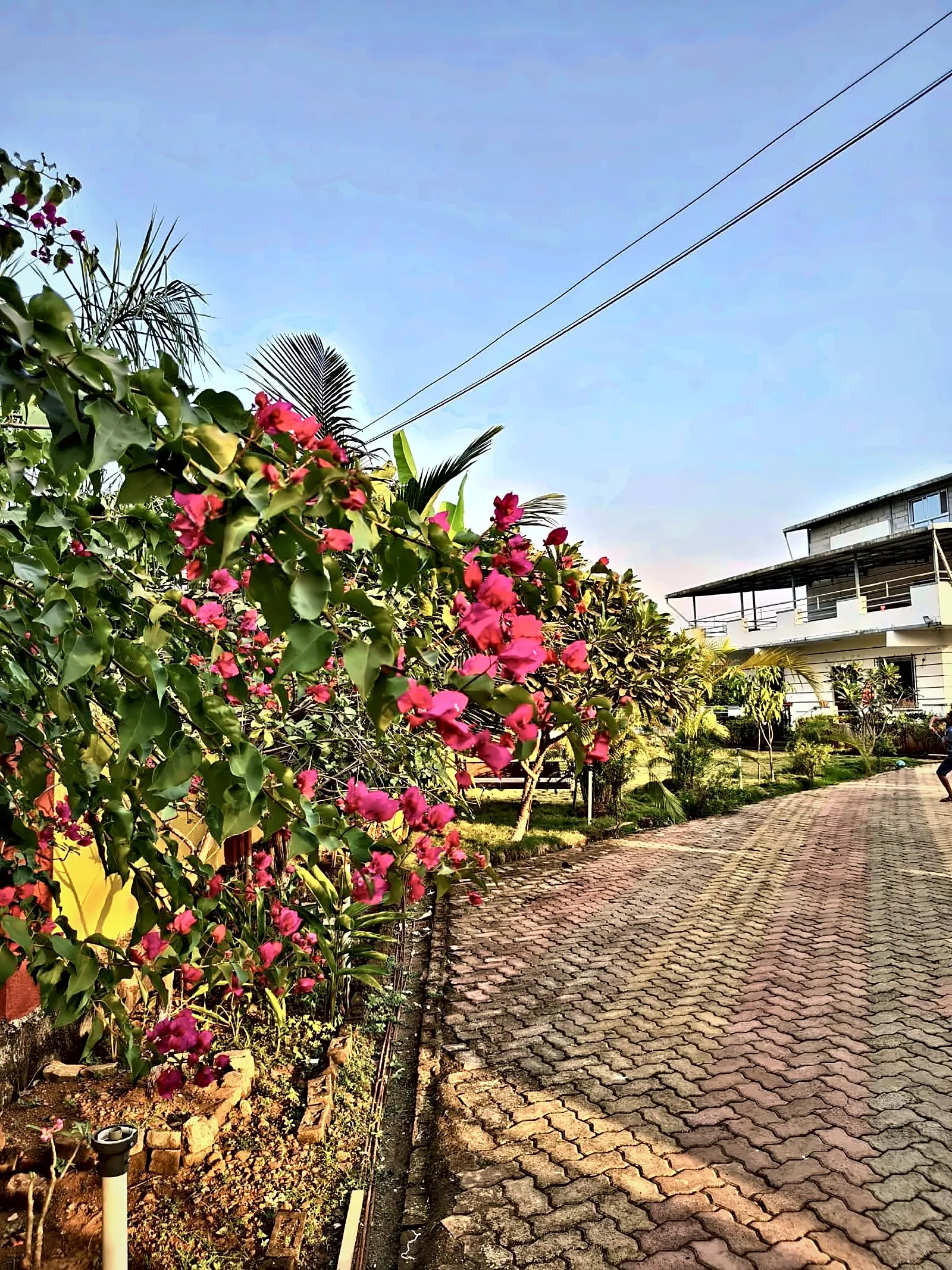 The bougainvillea drive, Aamantara Villa, Karjat