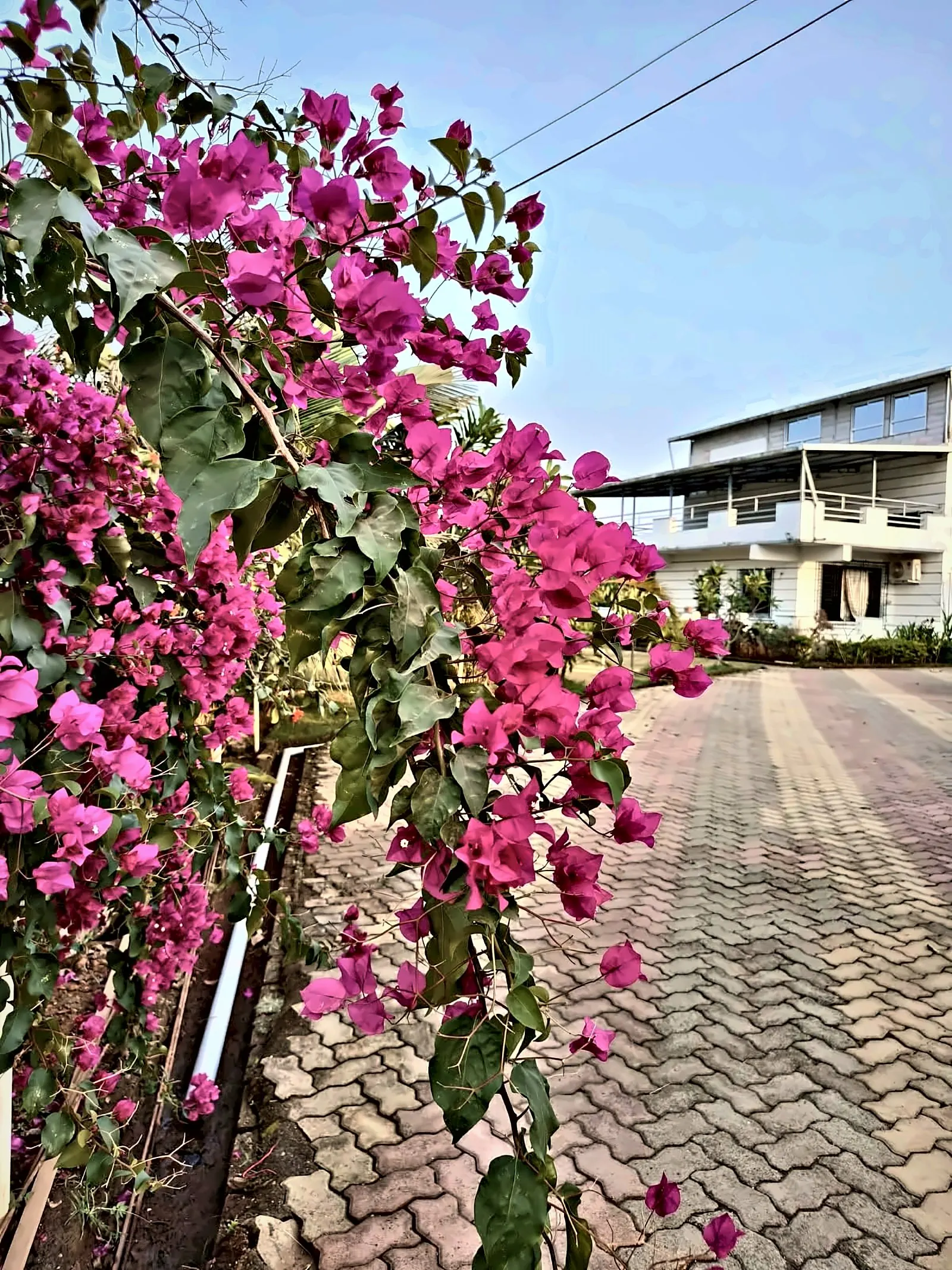 Bougainvillea and house, Aamantara Villa, Karjat